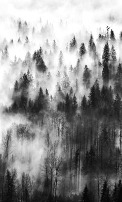 Fog Above Snoqualmie Valley, Duvall, Washington 221a  