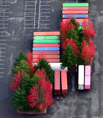 Containers and Trees, Washington 359  