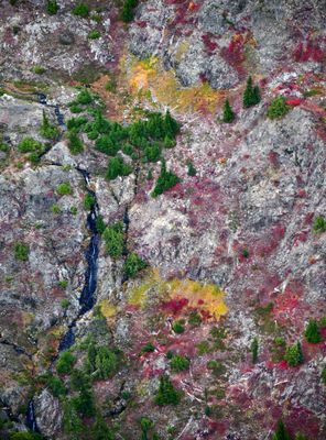 Autumn Foliage on Mount Gladys, Olympic Mountain, Washington 421 