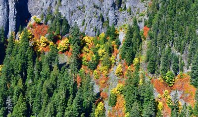 Fall Colors around Wubblesworth Peak, Cascade Mountains, Washington 157  