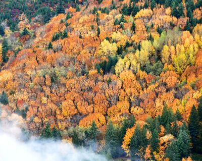Fall Colors northeast Duvall, Washington 839