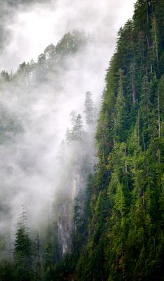 Morning Fog and Mist on Mount Index, Washington 663  