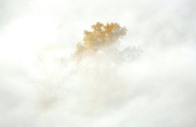 Bright Spot in Fog, Redmond, Washington 096  