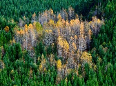 Cluster of Fall Colors along Wilkeson Creek, Washington 257 