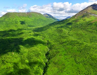 Lust Green Forest on Kodiak Island, Alaska 2069  
