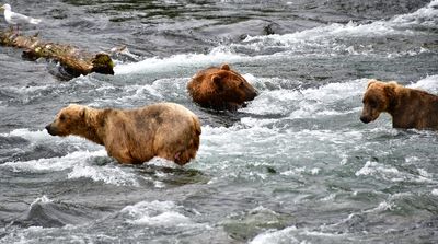 Brown Bears at Brook Falls, Katmai National Park, King Salmon, Alaska 3190 