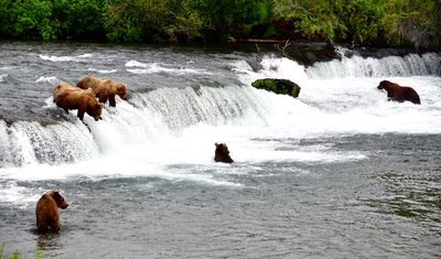 Brown Bears at Brook Falls, Katmai National Park, King Salmon, Alaska 2830 
