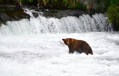 Brown Bears at Brook Falls, Katmai National Park, King Salmon, Alaska 2831 