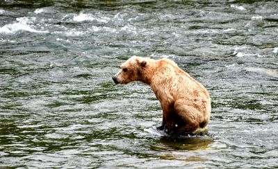 Brown Bears at Brook Falls, Katmai National Park, King Salmon, Alaska 2839  