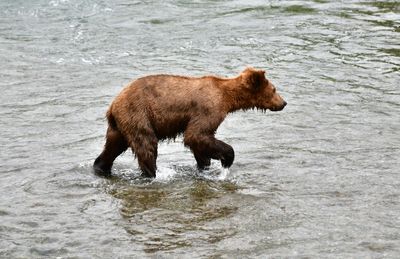 Brown Bears at Brook Falls, Katmai National Park, King Salmon, Alaska 2835  