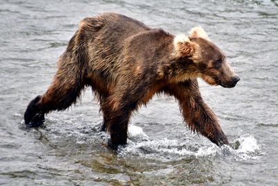 Brown Bears at Brook Falls, Katmai National Park, King Salmon, Alaska 2841  