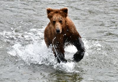 Brown Bears at Brook Falls, Katmai National Park, King Salmon, Alaska 2844  