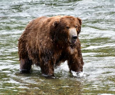 Brown Bears at Brook Falls, Katmai National Park, King Salmon, Alaska 2849  