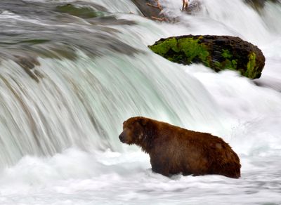 Brown Bears at Brook Falls, Katmai National Park, King Salmon, Alaska 2856 