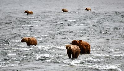 Brown Bears at Brook Falls, Katmai National Park, King Salmon, Alaska 2859  