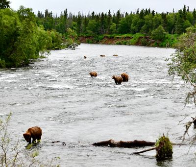 Brown Bears at Brook Falls, Katmai National Park, King Salmon, Alaska 2861  