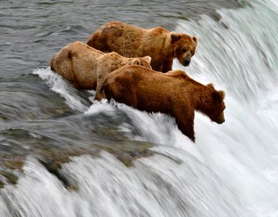 Brown Bears at Brook Falls, Katmai National Park, King Salmon, Alaska 2870  