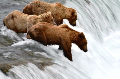 Brown Bears at Brook Falls, Katmai National Park, King Salmon, Alaska 2874 