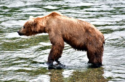 Brown Bears at Brook Falls, Katmai National Park, King Salmon, Alaska 2880  