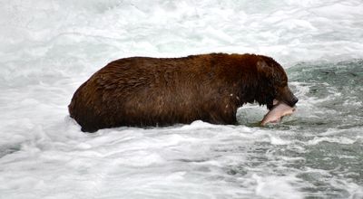 Brown Bears at Brook Falls, Katmai National Park, King Salmon, Alaska 2885  