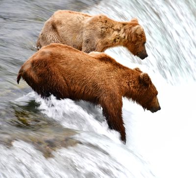 Brown Bears at Brook Falls, Katmai National Park, King Salmon, Alaska 2893  