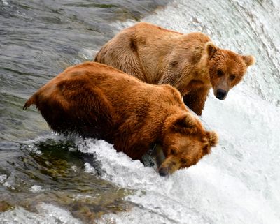 Brown Bears at Brook Falls, Katmai National Park, King Salmon, Alaska 2908a  