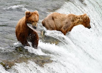 Brown Bears at Brook Falls, Katmai National Park, King Salmon, Alaska 2911  