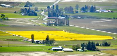 Daffodil Field 2024 in Skagit Valley, La Conner, Washington 071