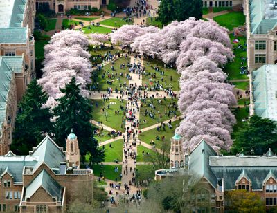 Annual Cherry Blossoms at The Quad - University of Washington, Northeast Pierce Lane, King Lane Northeast, Seattle, Washington  