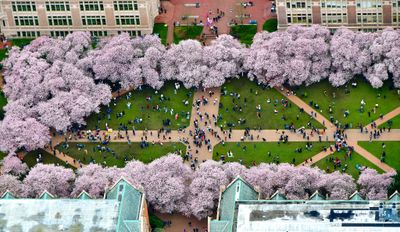 Annual Cherry Blossoms at The Quad - University of Washington, Northeast Pierce Lane, King Lane Northeast, Seattle, Washington  