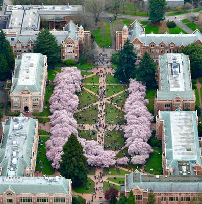 Annual Cherry Blossoms at The Quad - University of Washington, Savery Hall, Railt Hall, Art Library, Music Building, Miller Hall