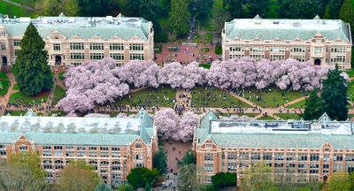 Annual Cherry Blossoms at The Quad - University of Washington, Savery Hall, Railt Hall, Miller Hall, Smith Hall, Seattle, Wa 