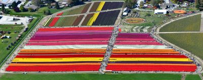 Roozengaarde Tulip Fields, Skagit Valley Tulip Festival, Mount Vernon, Washington 042 