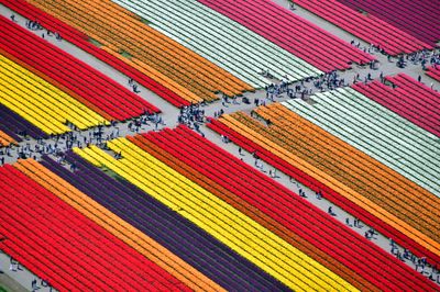 Roozengaarde Tulip Fields, Skagit Valley Tulip Festival, Mount Vernon, Washington 080  