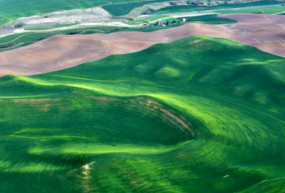 Spring Time in Palouse Hills, Barn on Wawawai-Pulluman Rd, Pullman, Washington 289  