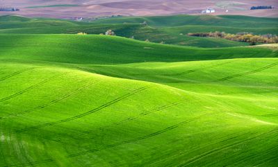 Rolling Hills of The Palouse east of Pullman, Washington 643  