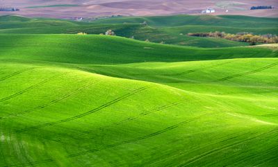 Rolling Hills of The Palouse east of Pullman, Washington 643