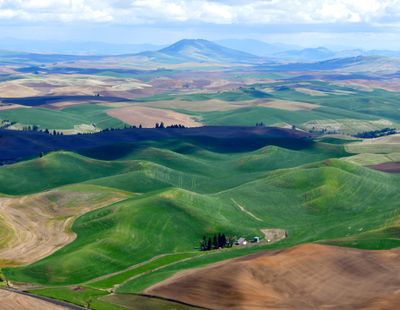 All Lead to Steptoe Butte, Palouse Hills, Washington 380 