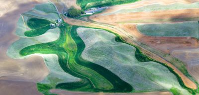 Colorful Landscape on Palouse Hills near Colfax, Washington 342