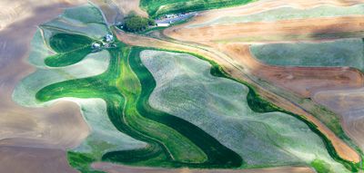 Colorful Landscape on Palouse Hills near Colfax, Washington 342  