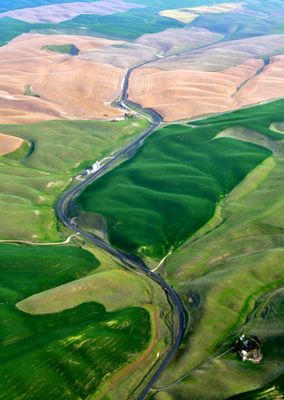 Country Road through Palouse Hills near Dayton, Washington 216