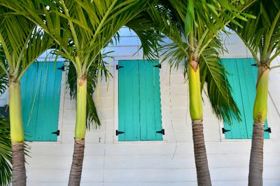 Shutters and Palm Trees, Hope Town Elbow Cay, Bahamas 672  