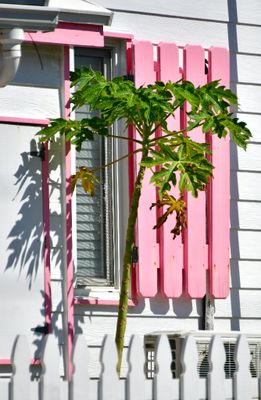 Tree and Pink Shutter, Hope Town, Elbow Cay, Bahamas 693  