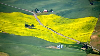 Canola Field on Bauer Road, Colton, Washington 286