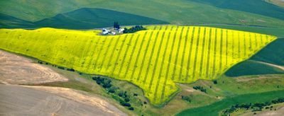 Small Farm with Canola Field on Kirby Mayview Rd, South Fork Deadman Gulch, Kirby, Washington 310