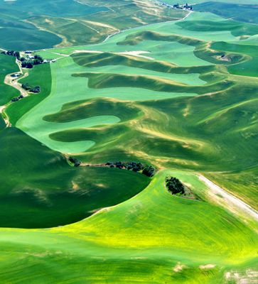 Fertile Rolling Hills of Palouse, Ewartsville, Washington 205