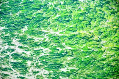 Kelps in North Bay Grays Harbor, Ocean Shores, Washington 106