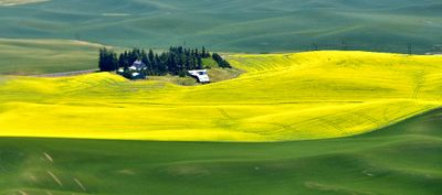 Canola Field in Pullman Washington 222a