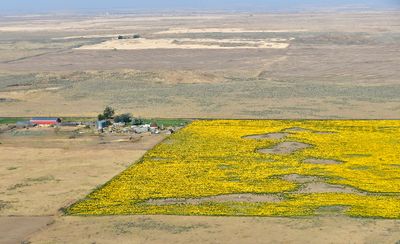 Sunflowers on Leahy Road S, North Sim Corner, Waterville Plateau, Mansfield, Washington 865