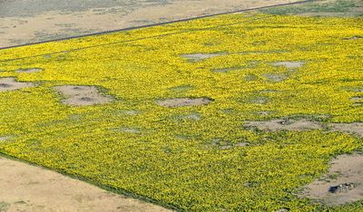 Sunflowers on Leahy Road S, North Sim Corner, Waterville Plateau, Mansfield, Washington 877